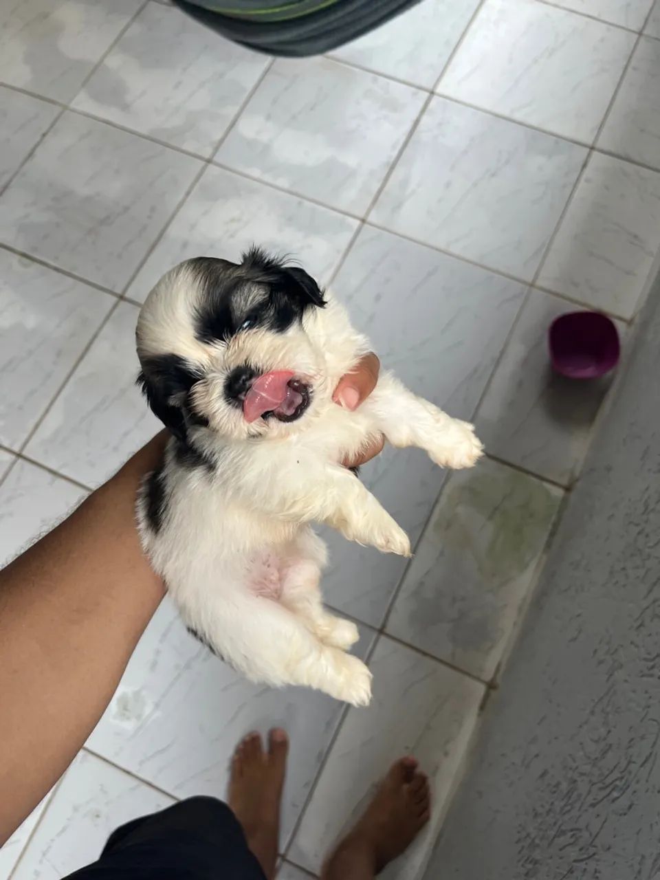 Filhote Shih Tzu - Preto e Branco e Branco com Marron - Foto 4
