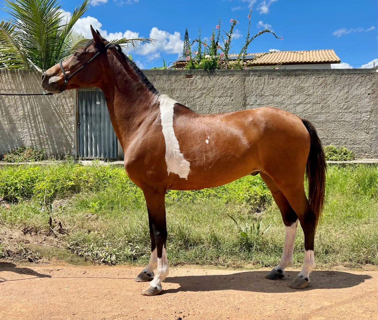 Cavalo Mangalarga Marcha Picada  - Foto 3