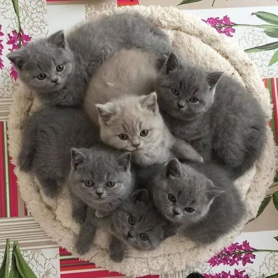 British Shorthair ?  Calmo, carinhoso e muito elegante! 