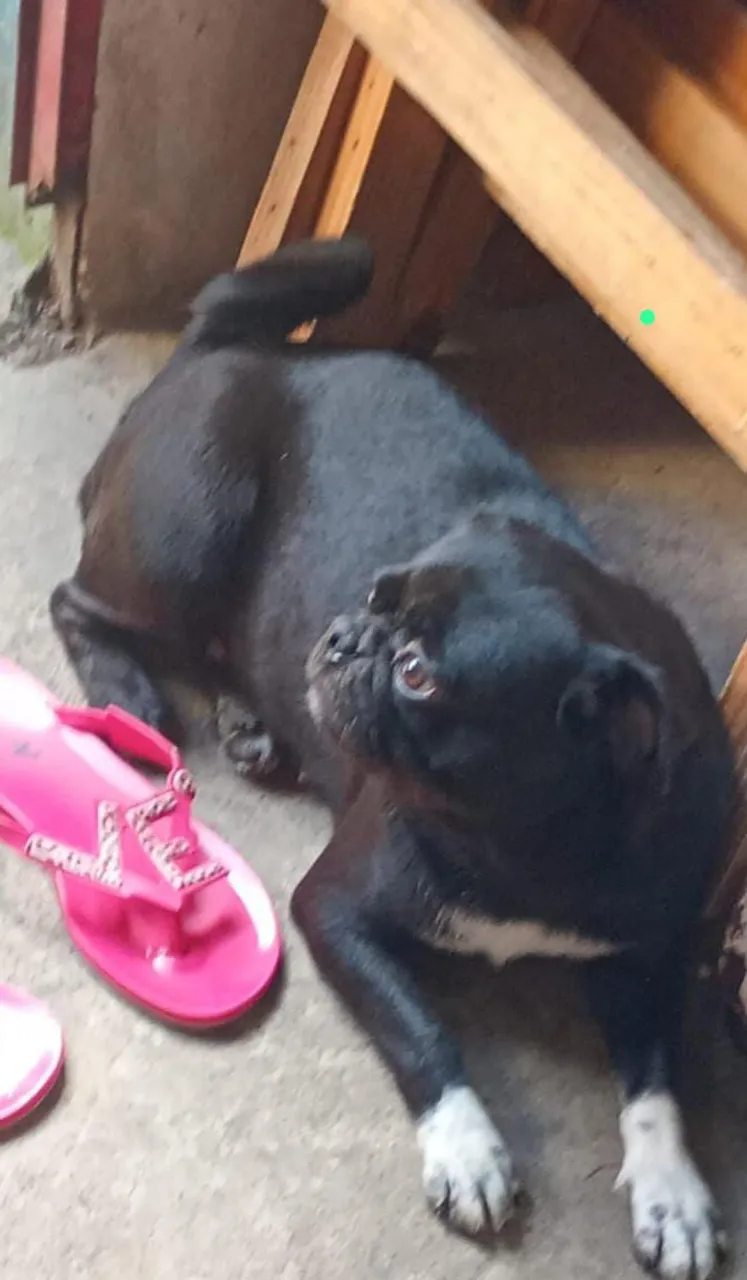 Pug fêmea linda