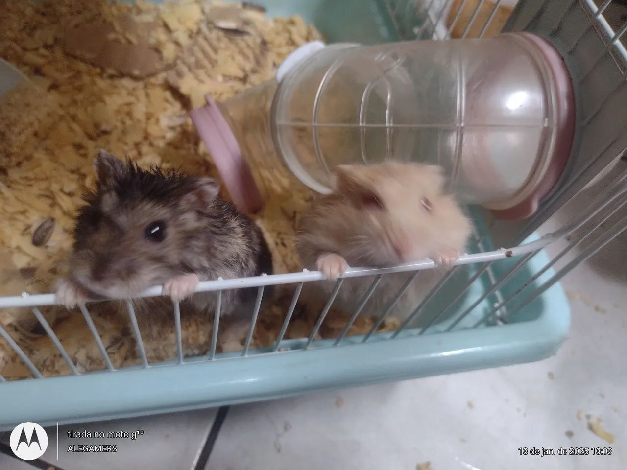 Hamister anão russo  - Foto 6