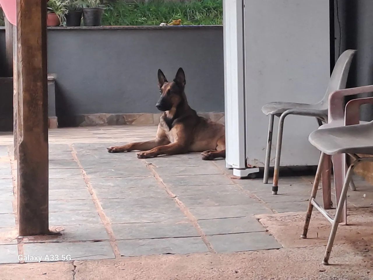 Pastor belgas malinois