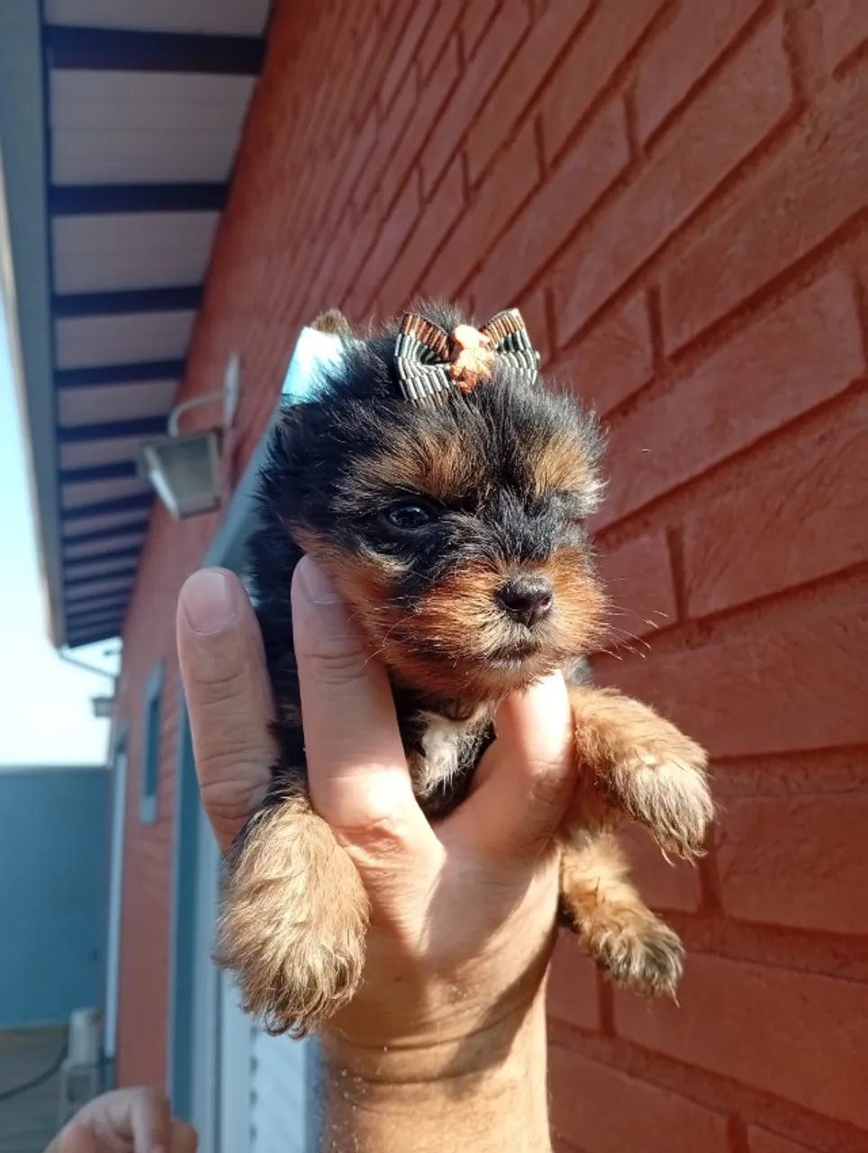 YORK MACHO Mais carinho na sua vida
