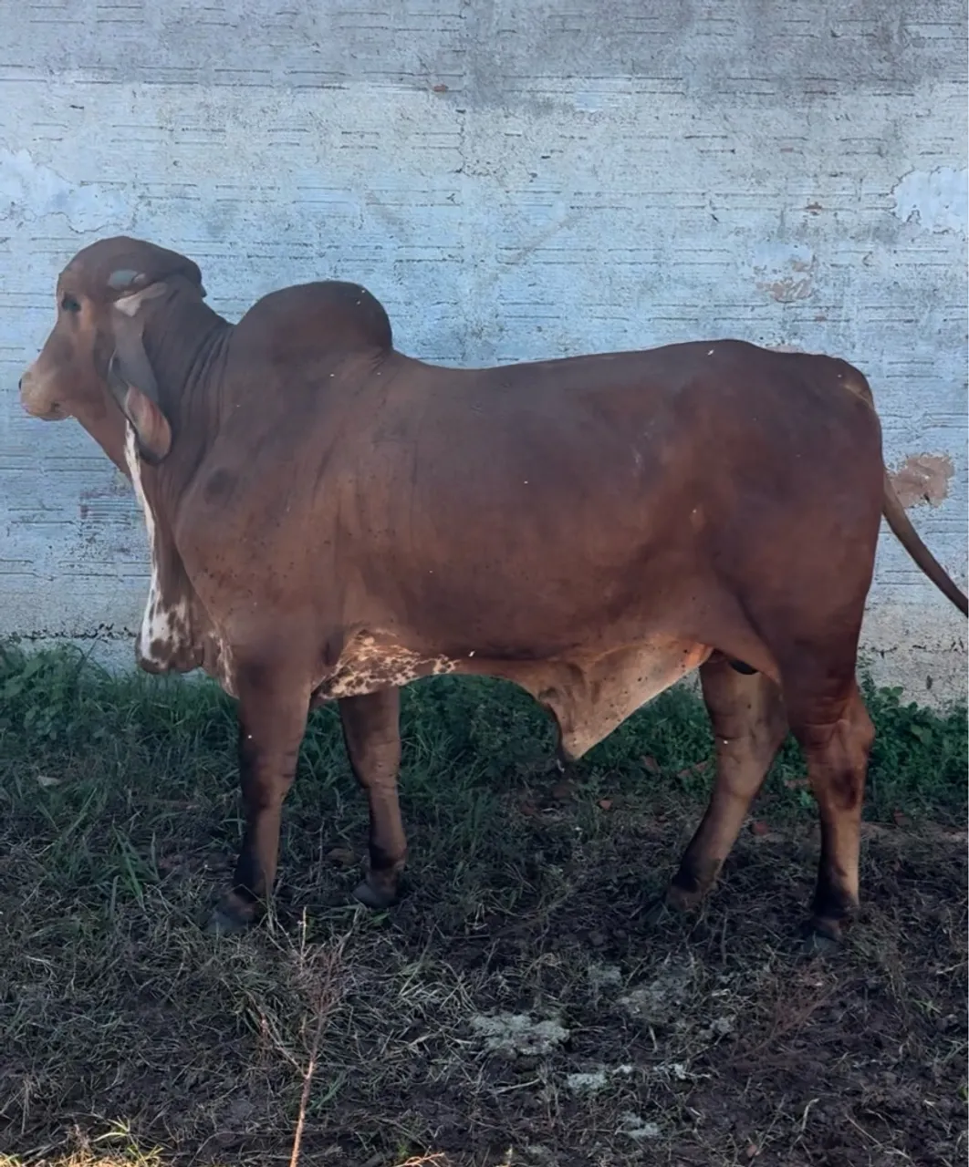 Touro Gir leiteiro P.O
