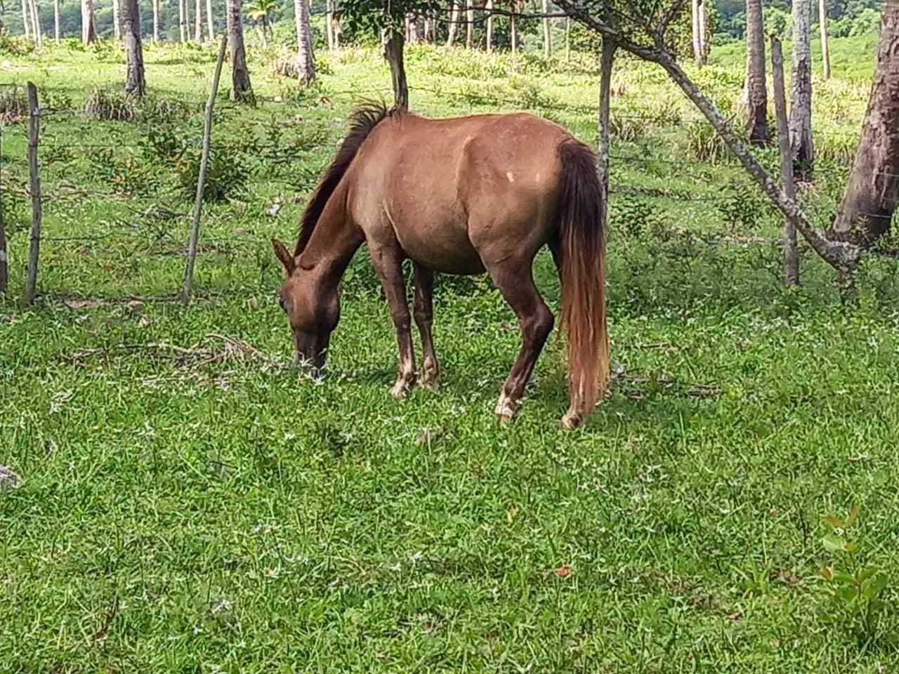 ~ Fazenda São João Evangelista - Foto 14