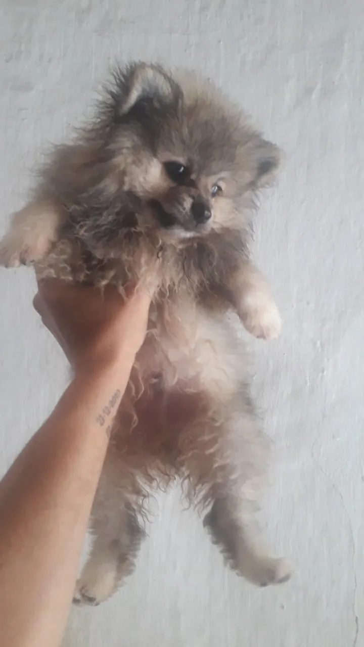 Spitz Alemão Macho