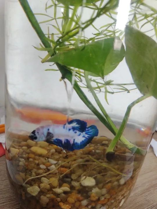 Betta de linhagem Mármore - Foto 3