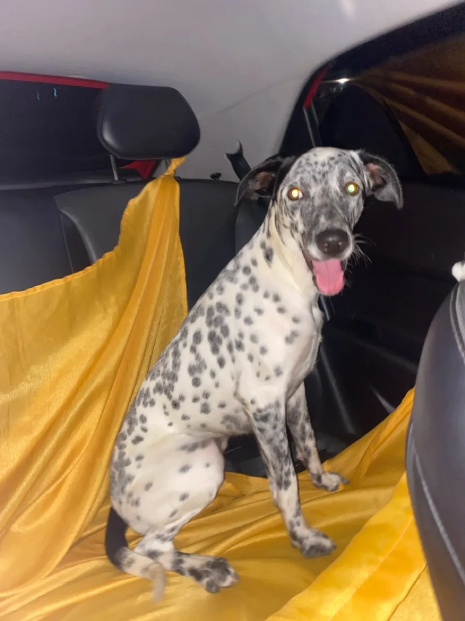 Cachorra Mestiça/Dálmata para Adoção