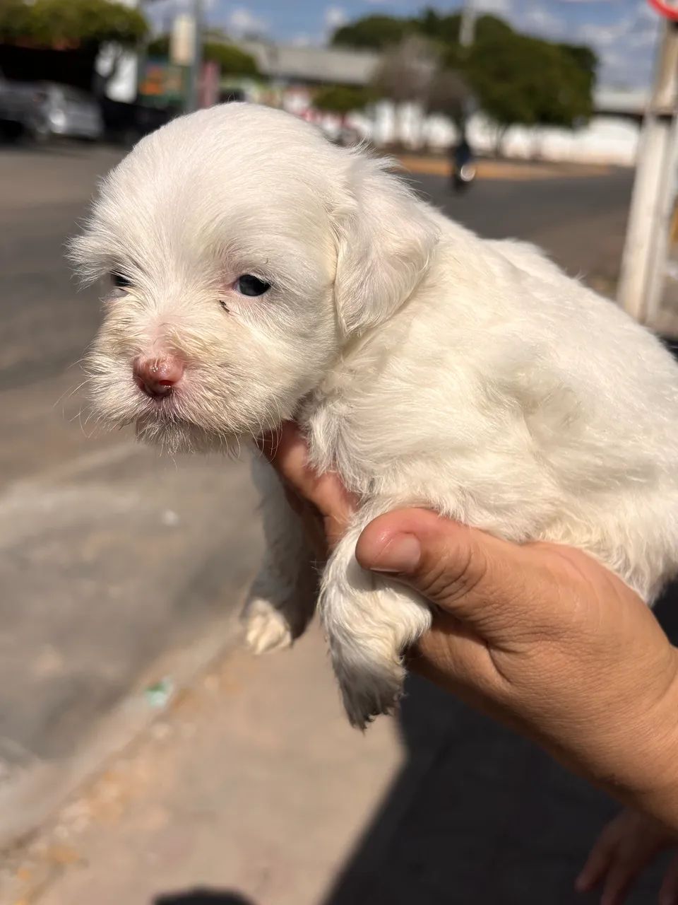 Fêmea Branca de Poodle Toy