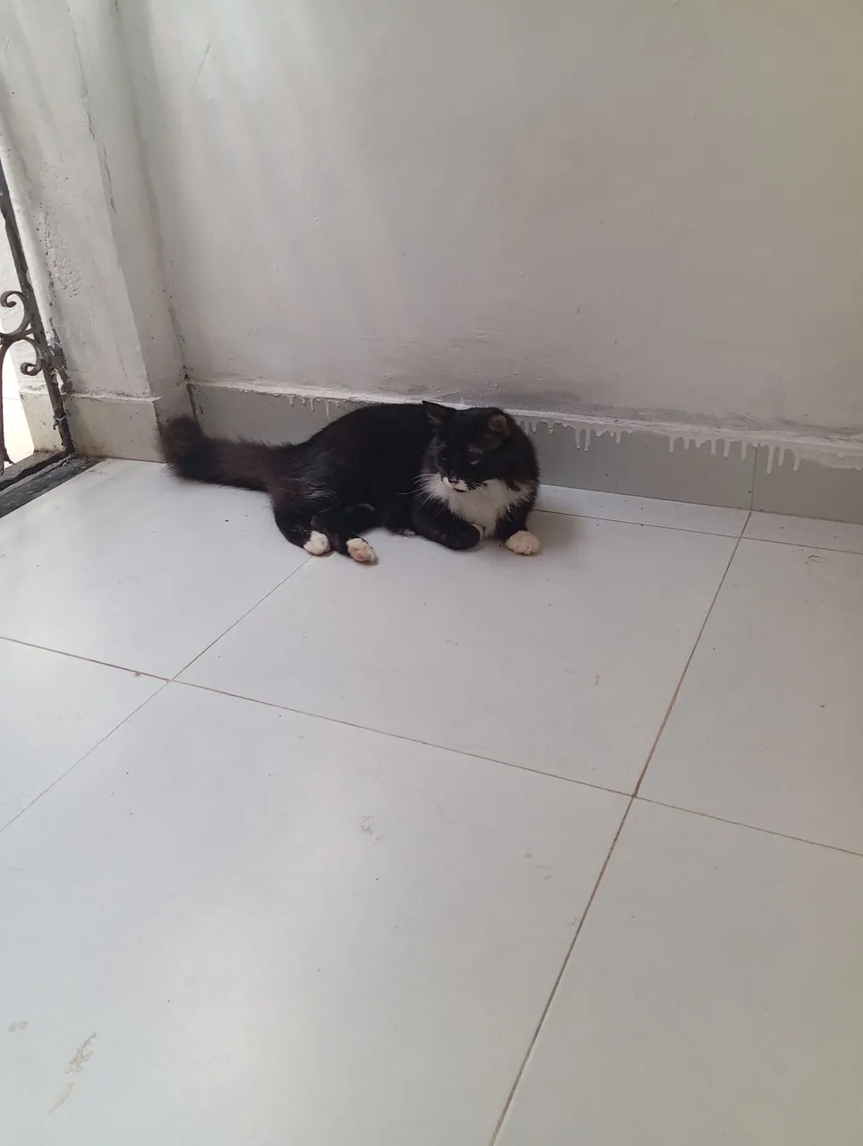 Gata para adoção