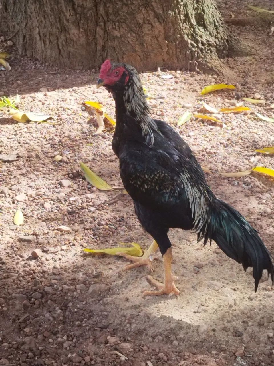 Frango indio - Foto 5