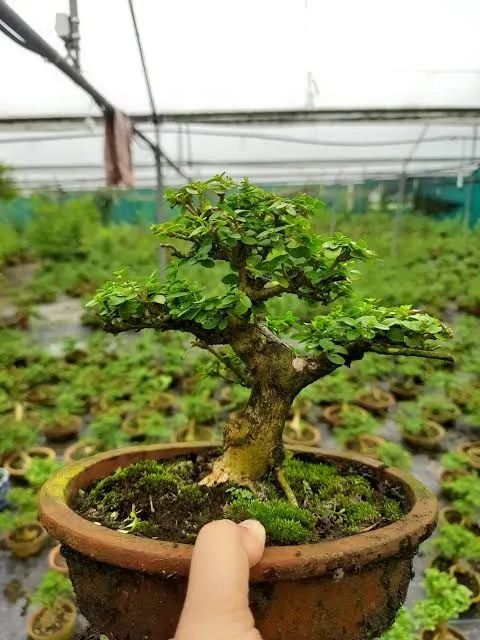 Mudas para Bonsai de diversas espécies - Foto 6