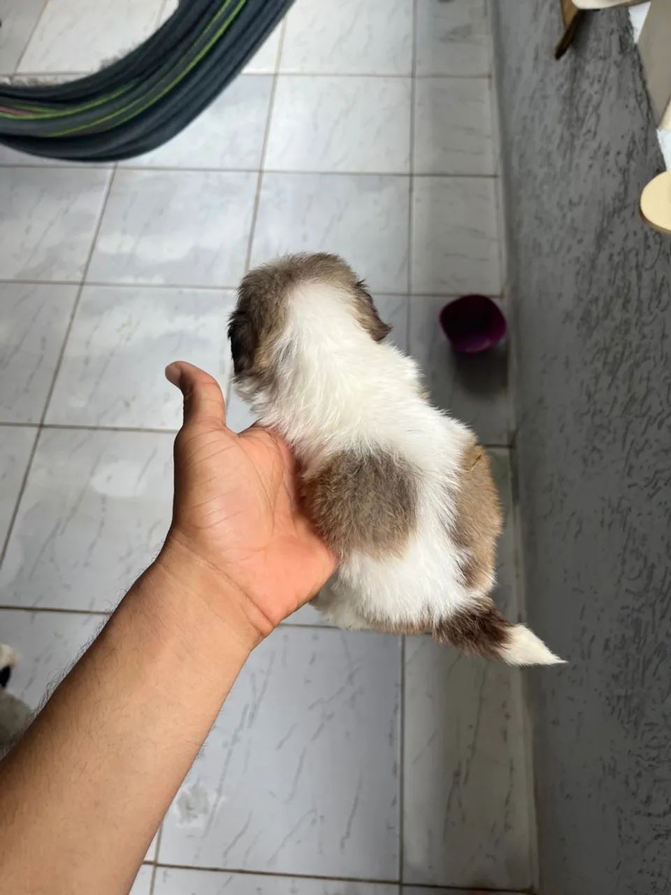 Filhote Shih Tzu - Preto e Branco e Branco com Marron - Foto 3