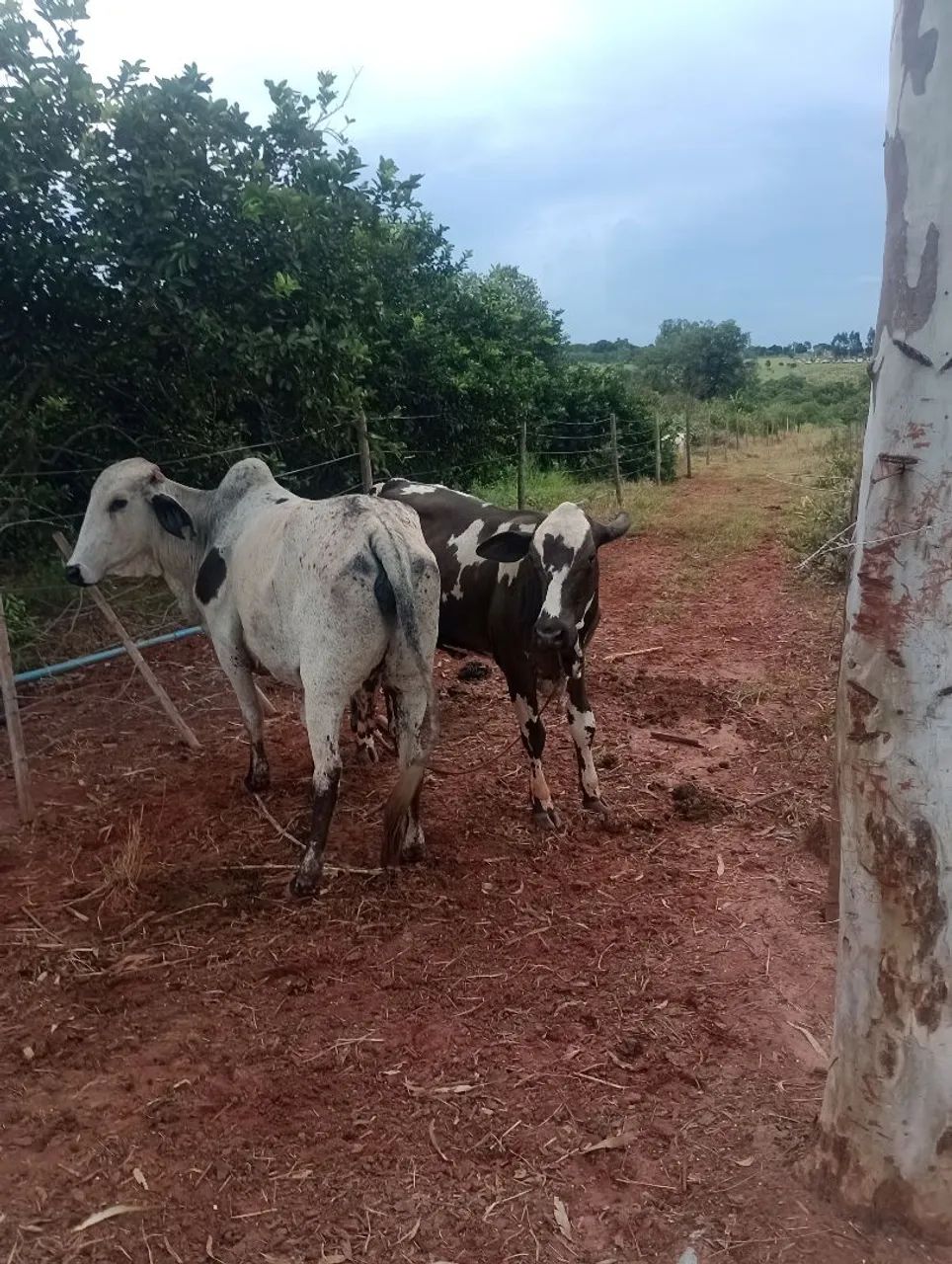 Vendo duas vacas leiteiras.