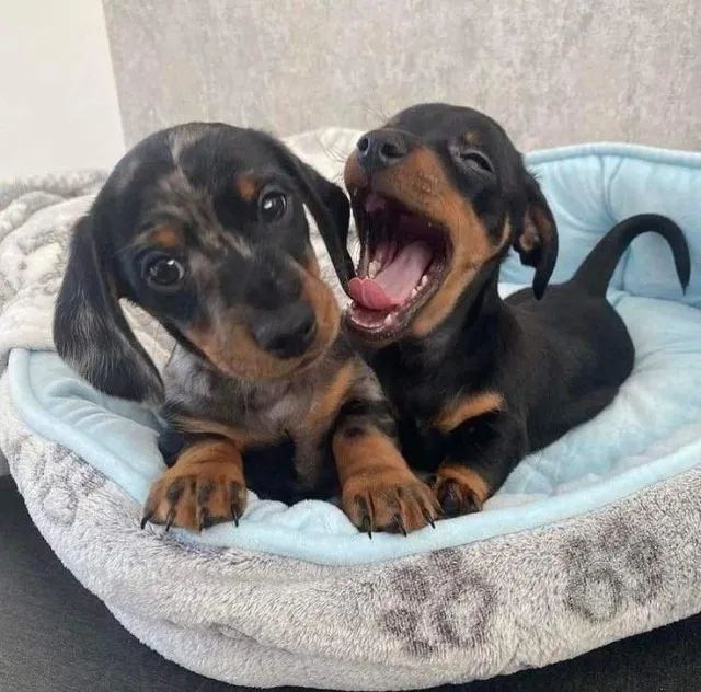 Basset Teckel Encantadores