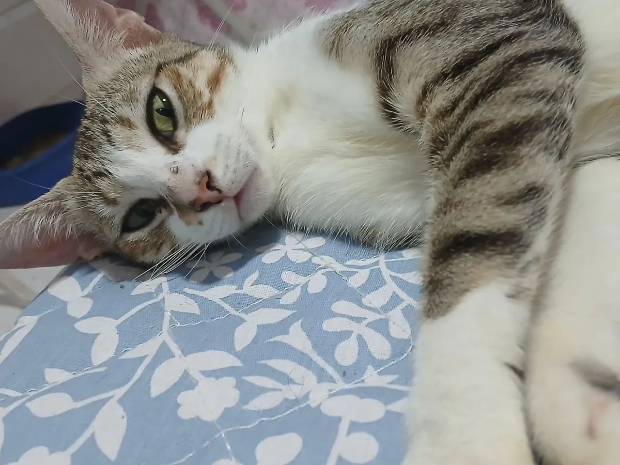 Gato adoção 