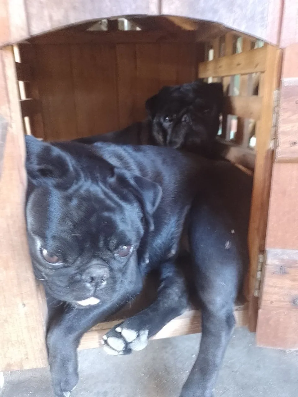 Pugs adoráveis para adoção!