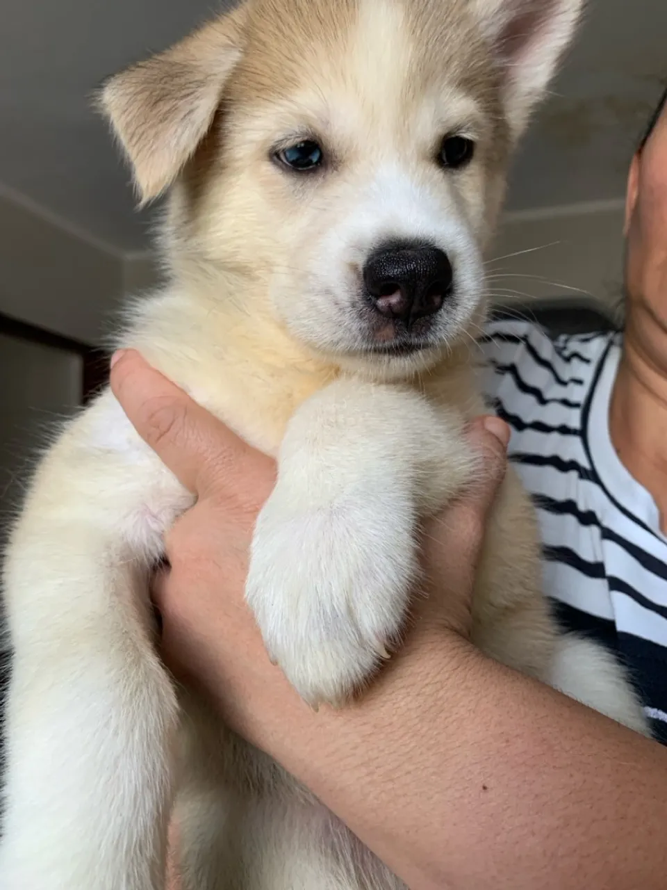Husky Siberiano