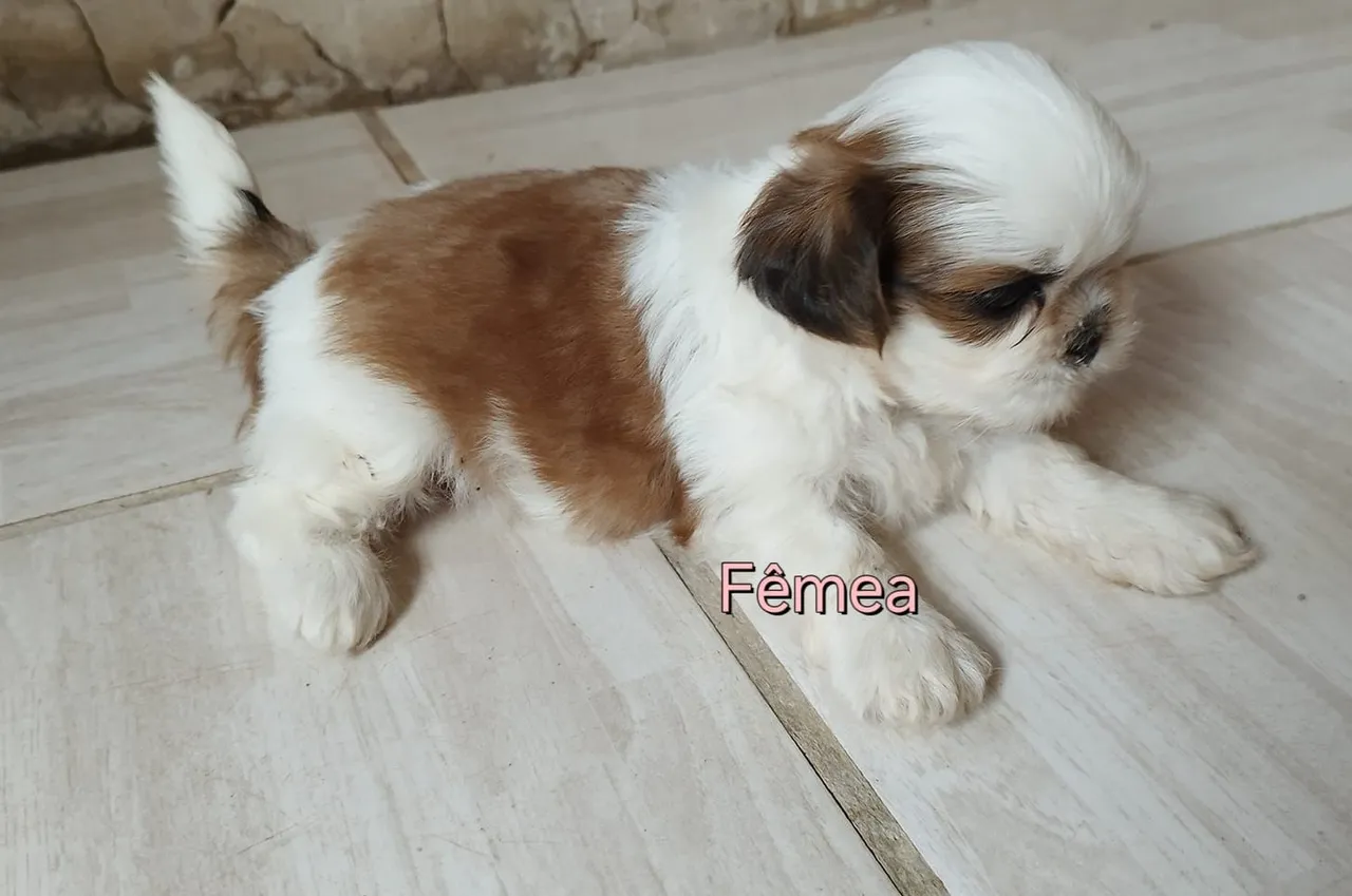 Filhote Shih Tzu Fêmea e macho porte pequeno