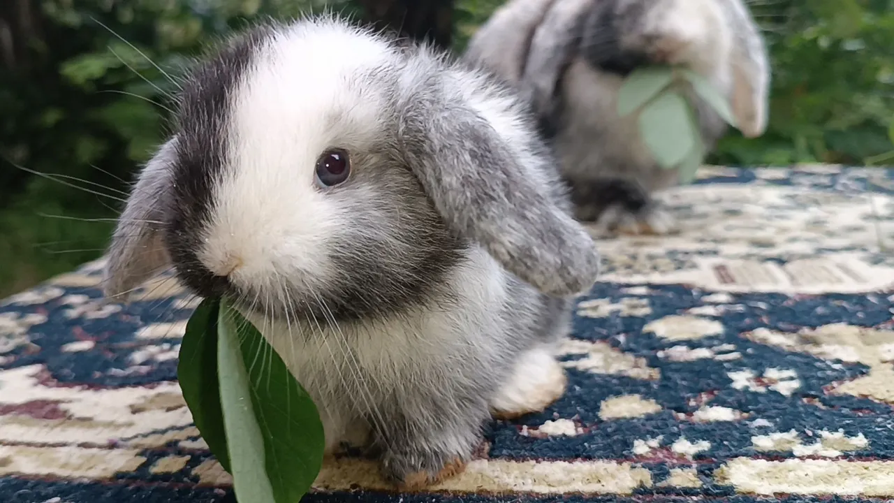 Coelho Mini Lop uruguaio