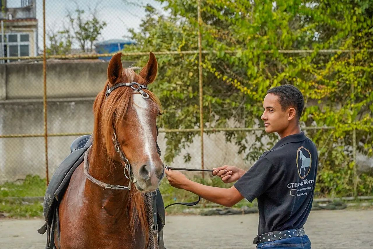 Cavalo - Foto 5