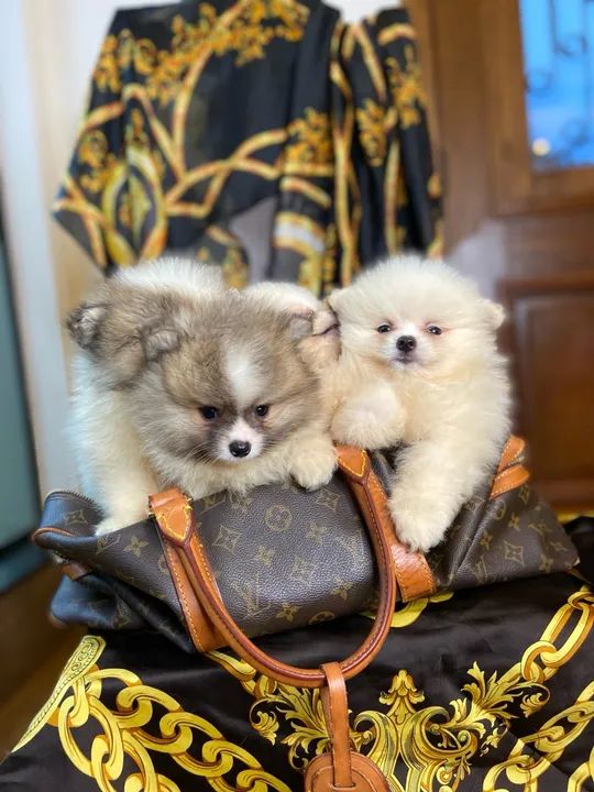 SPITZ ALEMÃO ANÃO FILHOTES LULU LINDOS