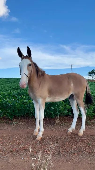 Vendo BURRO 18 meses - Foto 4