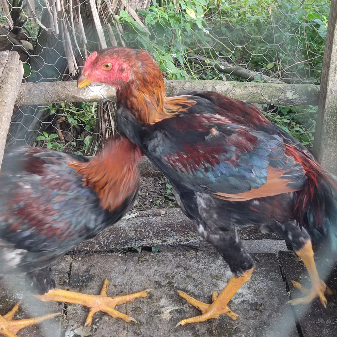 Frango & galinha