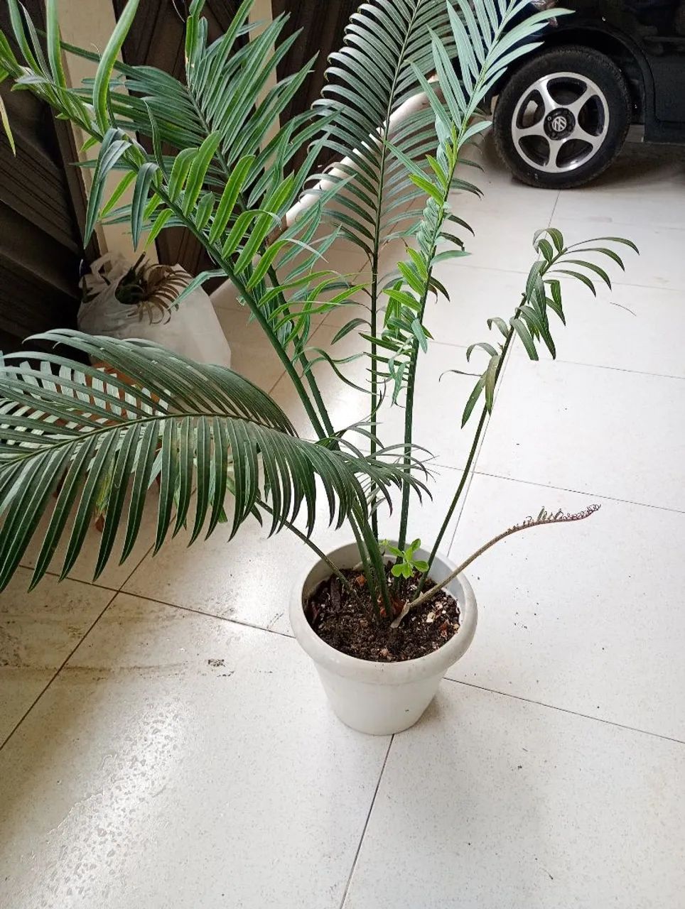 Palmeira Areca - Planta de Interior - Foto 2