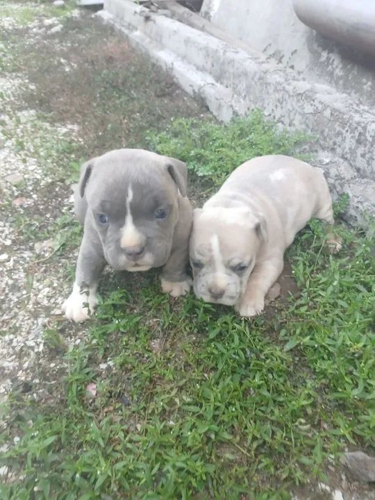 Filhote de American Bully