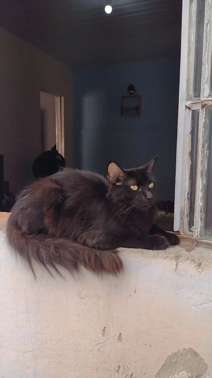 Gata Prenha para Adoção Um Ato de Amor por Muitos! 