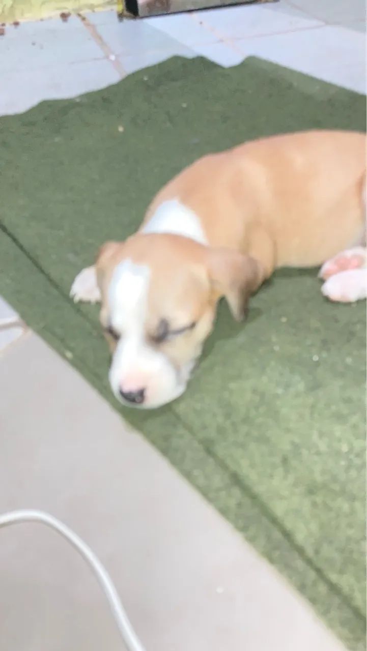 Filhote de Pitbull disponível  - Foto 2