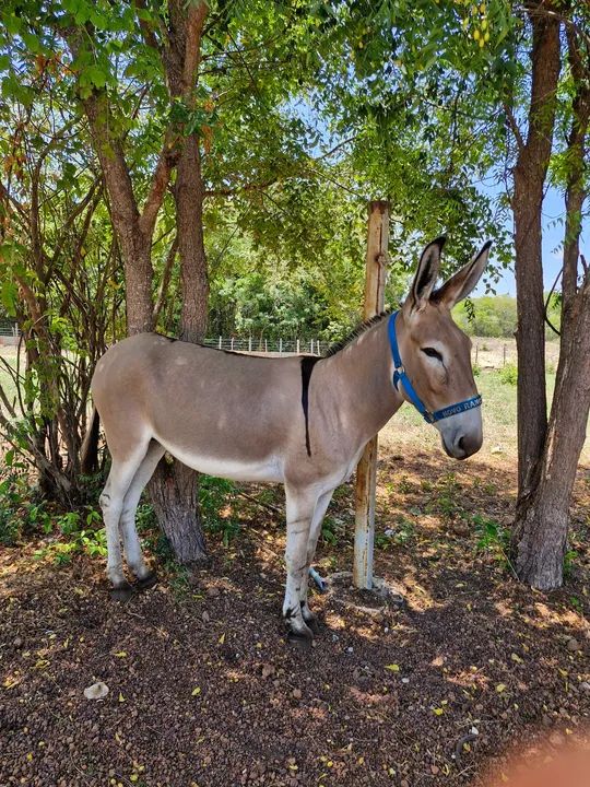 Vendo linda jumenta pêga - Foto 2