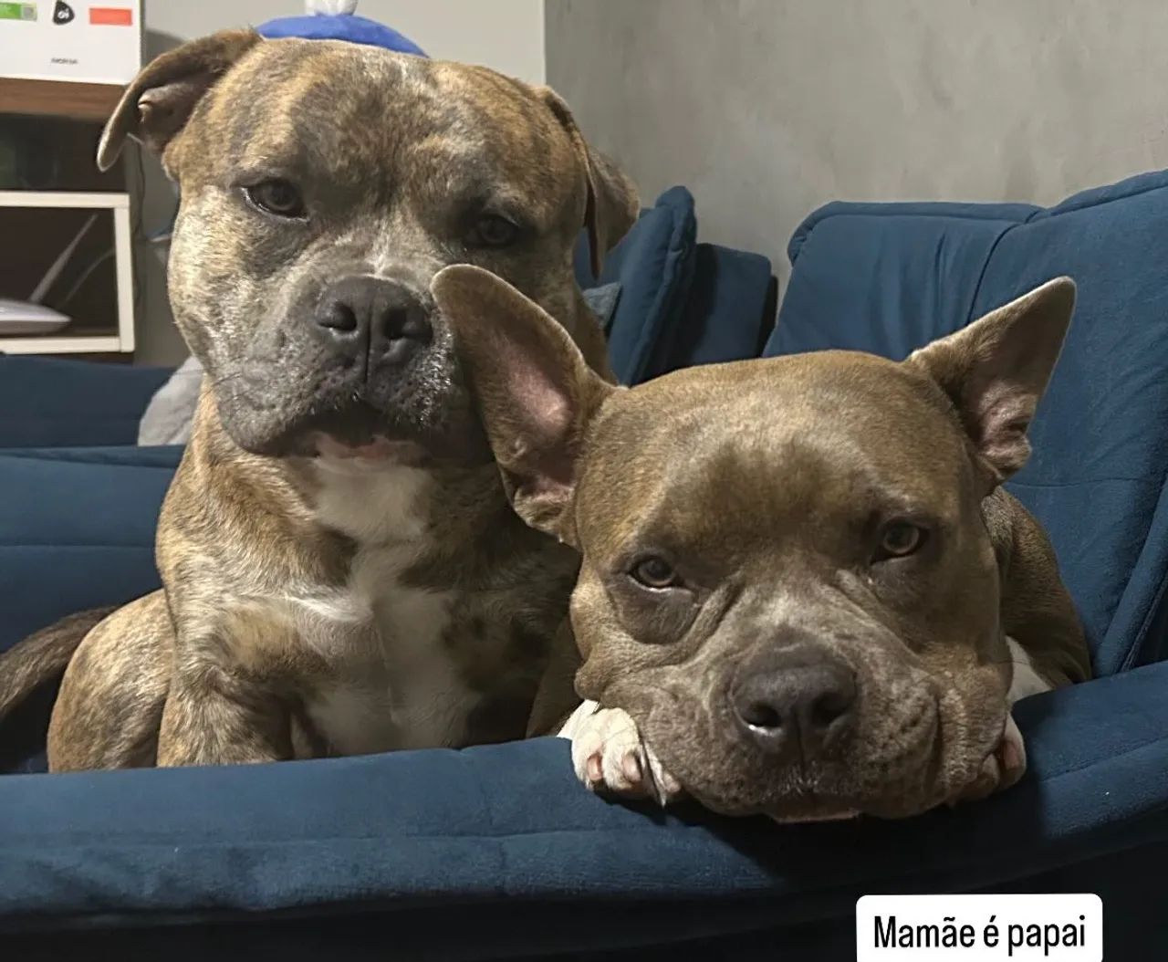 American Bully  - Foto 6