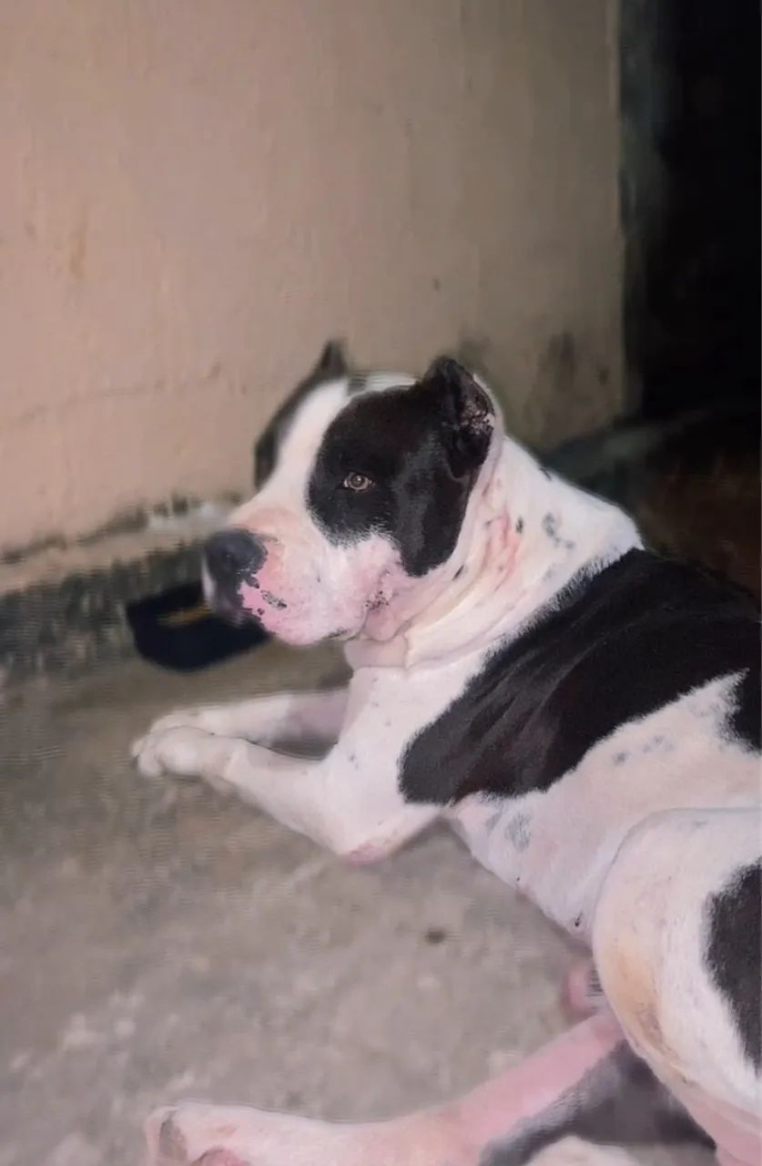 Pitbull Monster Macho (cruza)