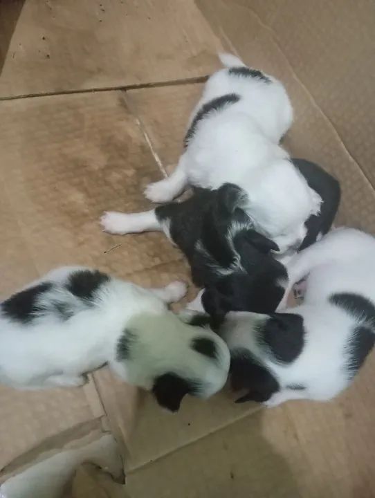 Fox paulistinha raça pura  - Foto 5