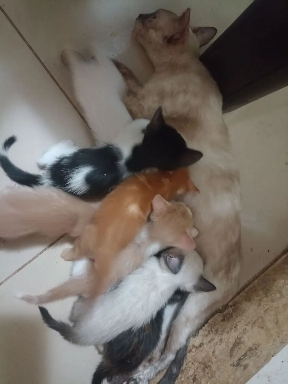 Gatinhos para adoção responsável 