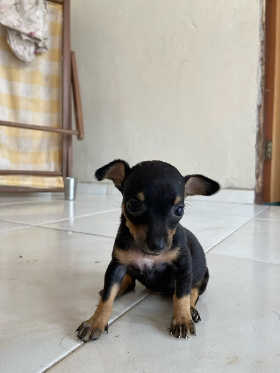 Filhotes de Pinscher Miniatura