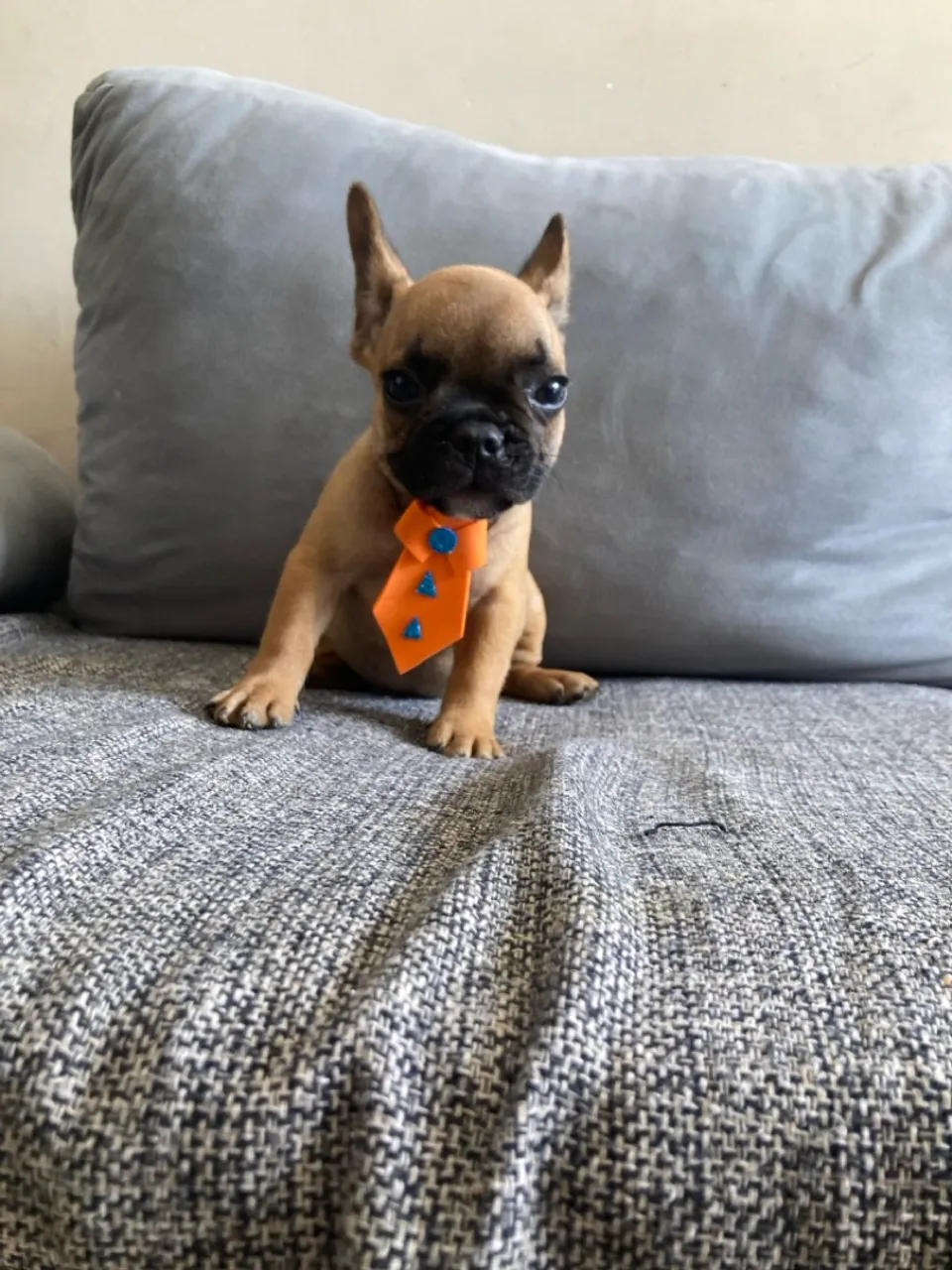 Filhotes de Buldogue Francês