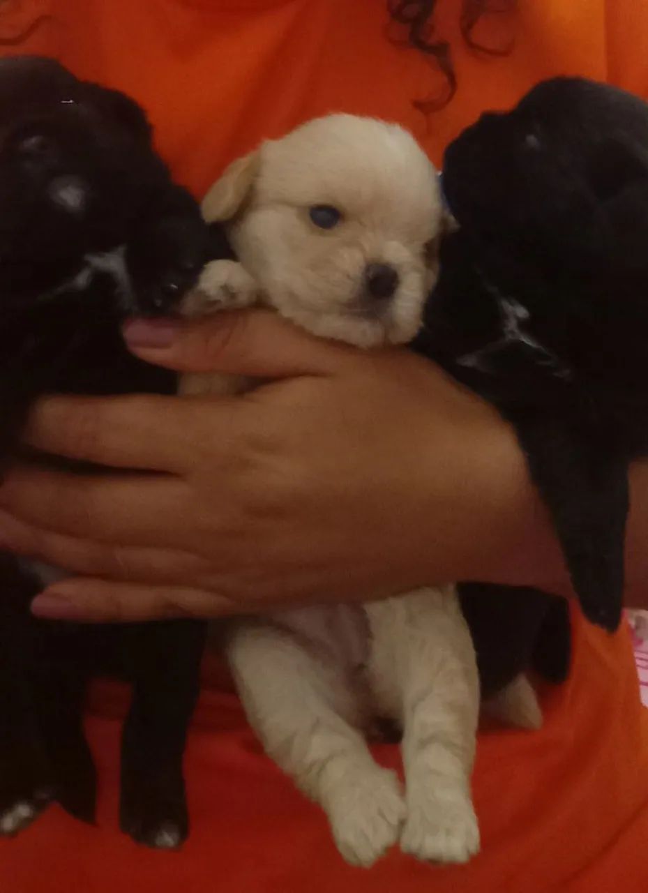 Filhotes de Cachorro - Pug misturado com Poodle - Foto 2