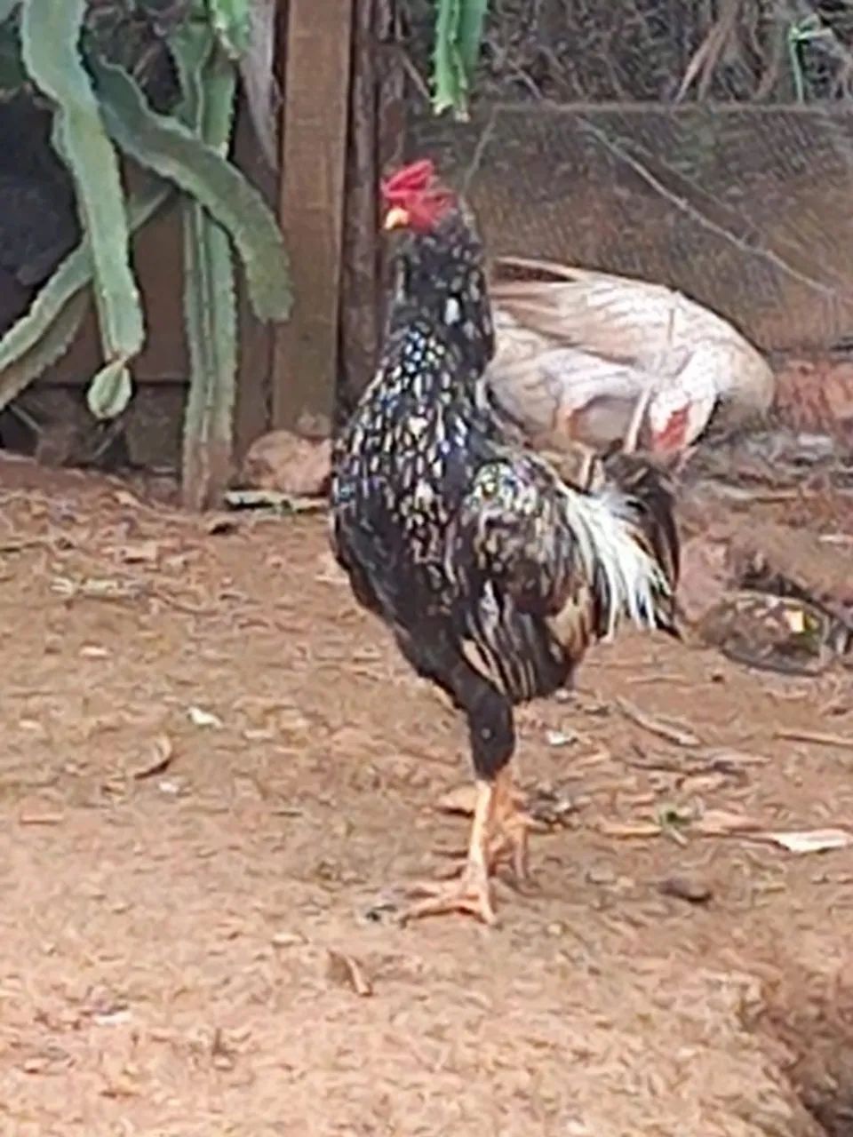 Frangos caipira macho  - Foto 5