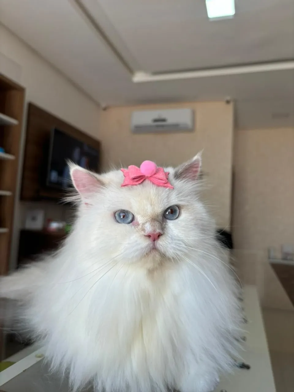 Gato persa