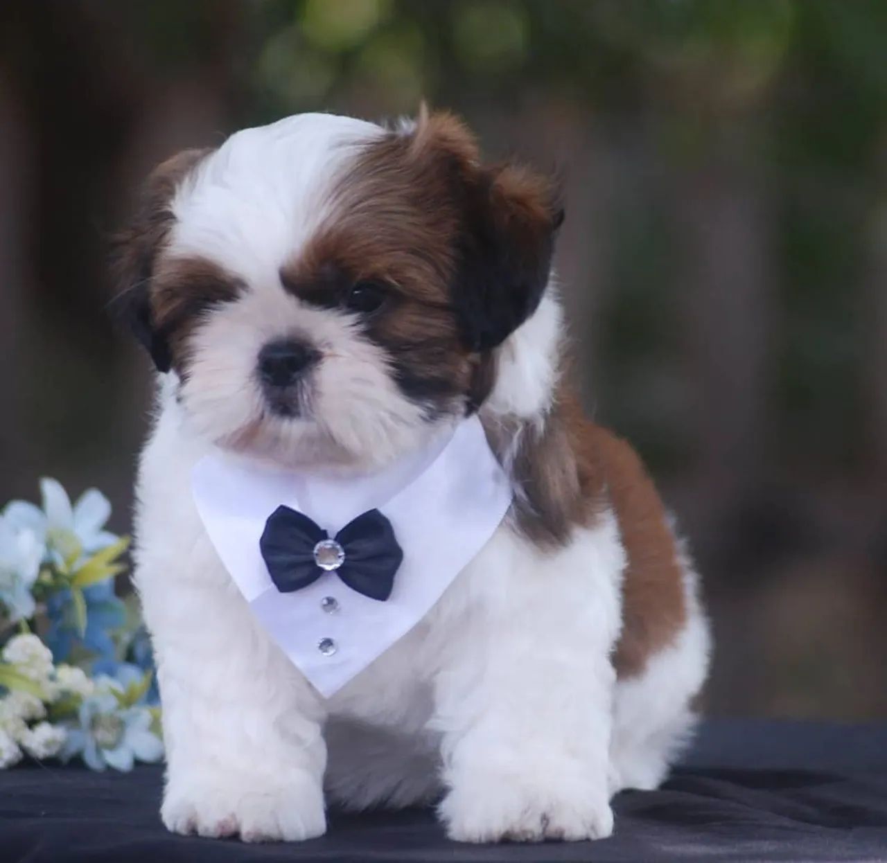 Shih Tzu filhote  - Foto 2