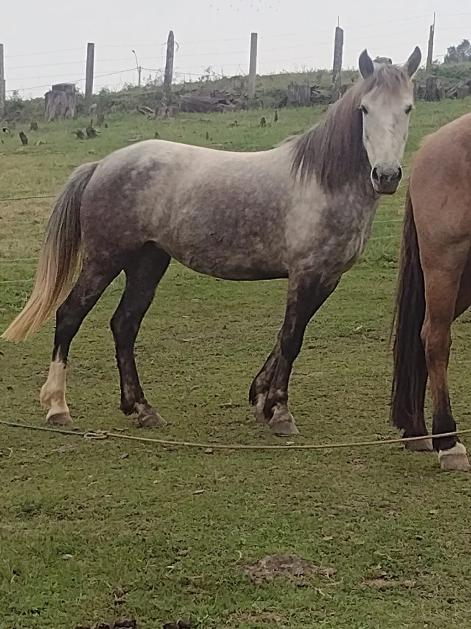CAVALO