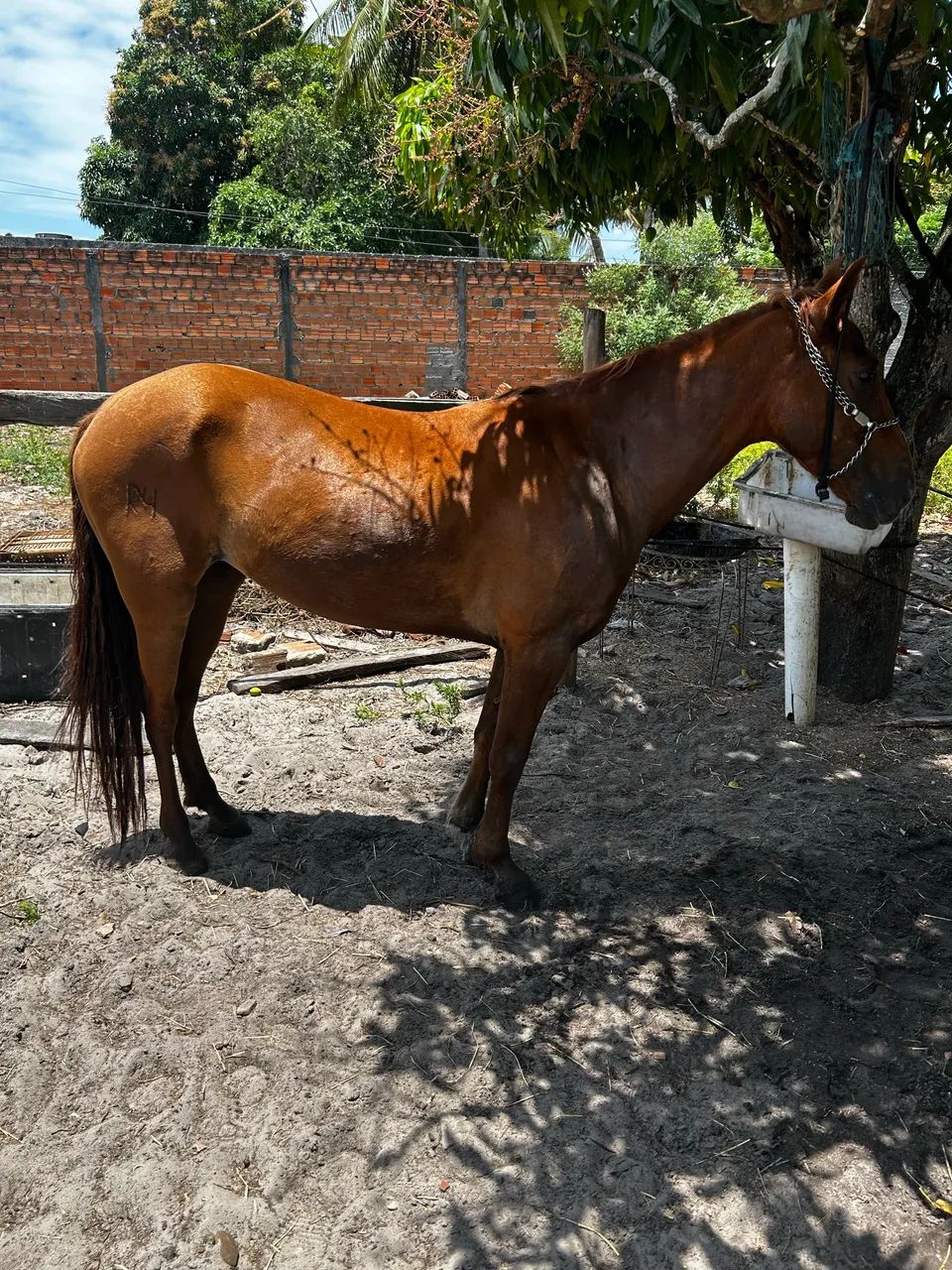 Égua mestiça de Quarto de milha  - Foto 2