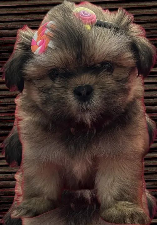 "Venda de Shih Tzu: Filhotes Adoráveis e Cheios de Energia!" - Foto 2