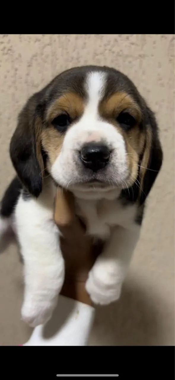 Beagles com garantias 