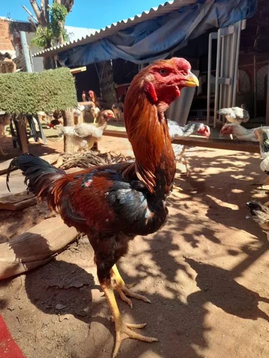 VENDO ÍNDIO GIGANTE "RAÇUDO "