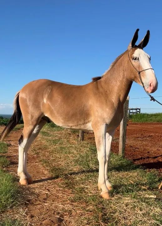 Vendo BURRO 18 meses - Foto 2