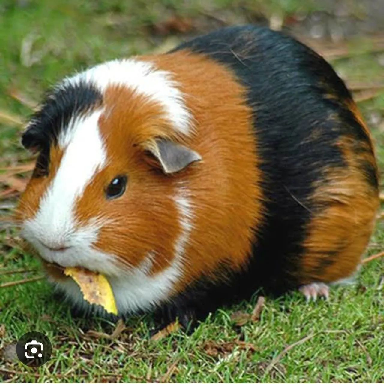 Porquinho da india pra vender 